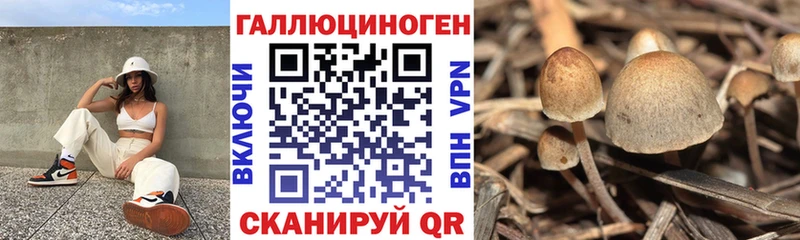Псилоцибиновые грибы мицелий  Ядрин 